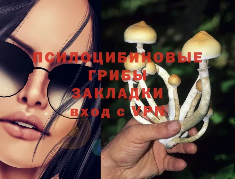 купить наркотики цена  Новосибирск  Псилоцибиновые грибы Cubensis 