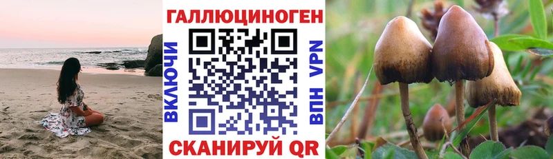 Псилоцибиновые грибы Psilocybe  где найти   Новосибирск 