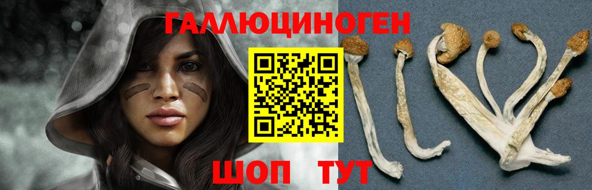 Галлюциногенные грибы Psilocybine cubensis  Новосибирск 